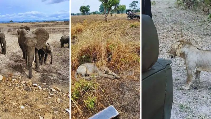Lwy na Safari