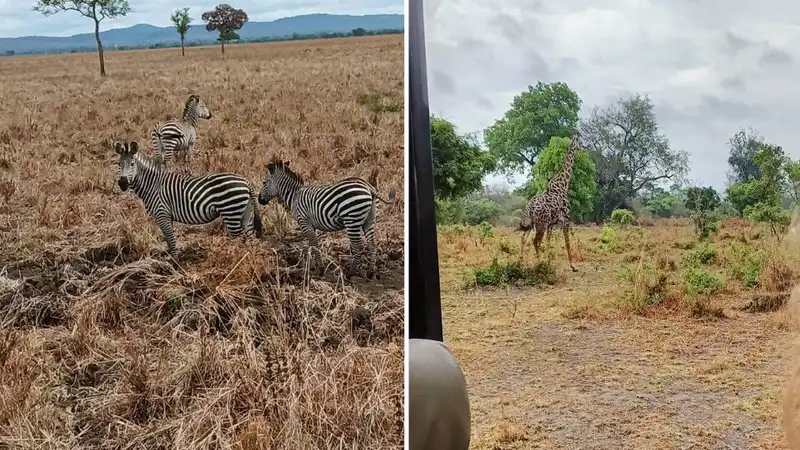 Zebry na Safari